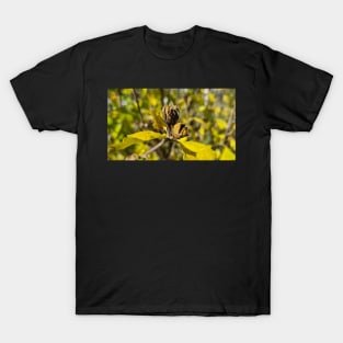 Autumn yellow leaves in sunny weather T-Shirt